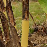 Phyllostachys vivax Aureocaulis1